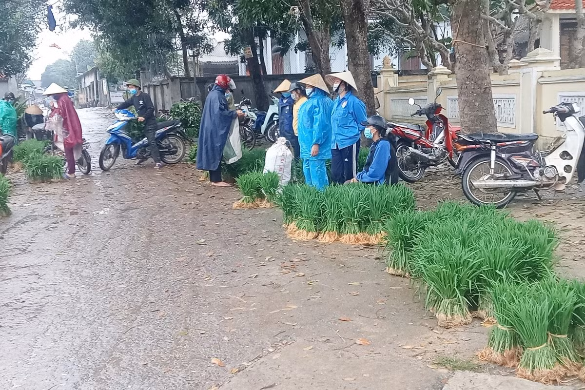 Nhổ lúa non bán như rau, nông dân 'bỏ túi' cả trăm ngàn đồng mỗi ngày Nho lua non ban nhu rau, nong dan 'bo tui' ca tram ngan dong moi ngay