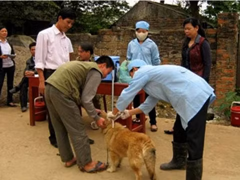 Tiêm phòng cho đàn chó ở huyện Sóc Sơn sau khi có thông tin 52 người bị chó cắn.