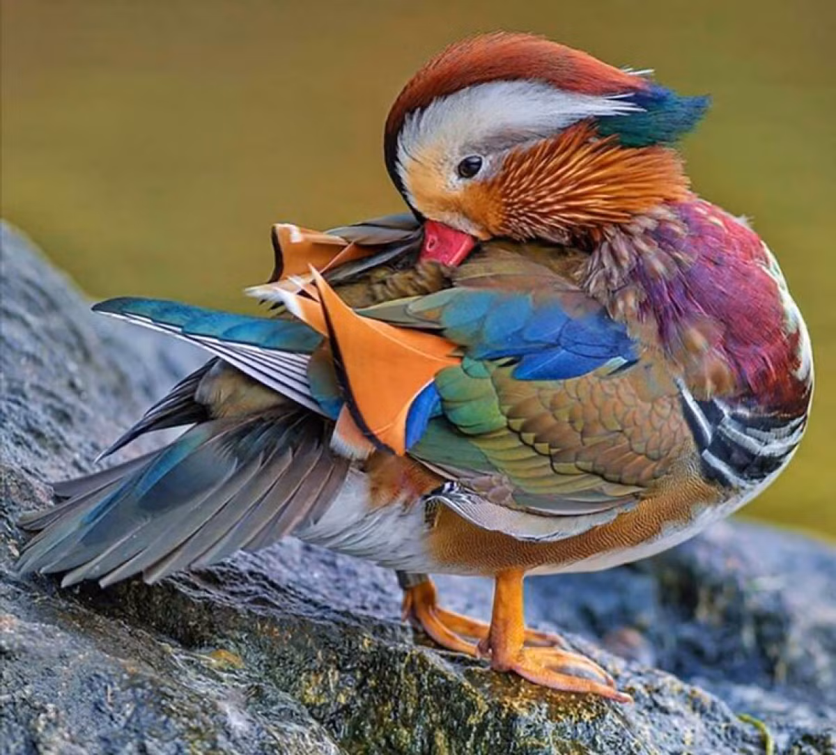 Uyên ương hay vịt Mandarin với bộ lông đủ các sắc màu.
