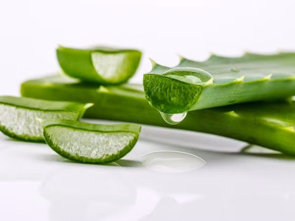  Nha đam: Nha đam là bài thuốc cực kì hiệu quả cho mọi loại bỏng, kể cả bỏng nắng. Gel nha đam giúp cấp ẩm cho vùng da bỏng và đẩy nhanh tốc độ lành vết thương.