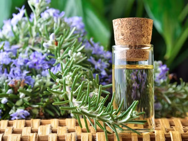  Tinh dầu oải hương: Tinh dầu oải hương có tác dụng chữa lành vết thương ngoài da, đồng thời chứa các thành phần kháng viêm giúp giảm đau nhức do bỏng nắng.