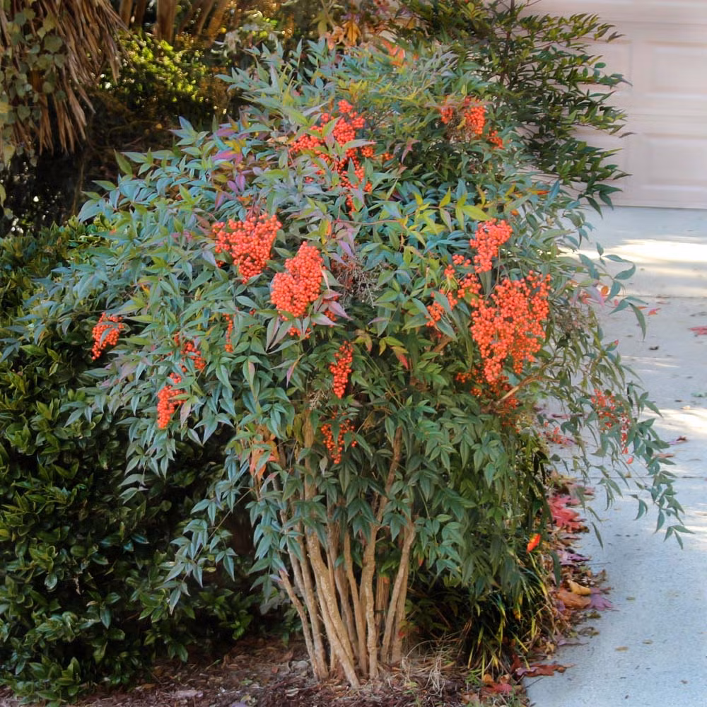  2. Cây cảnh: Nam thiên trúc. Nam thiên trúc hay còn gọi là Nandina có tên khoa học là Nandina Domestica Thunb. Đặc biệt lá của cây cảnh này liên tục biến đổi màu sắc như những chú yêu tinh tinh nghịch. 