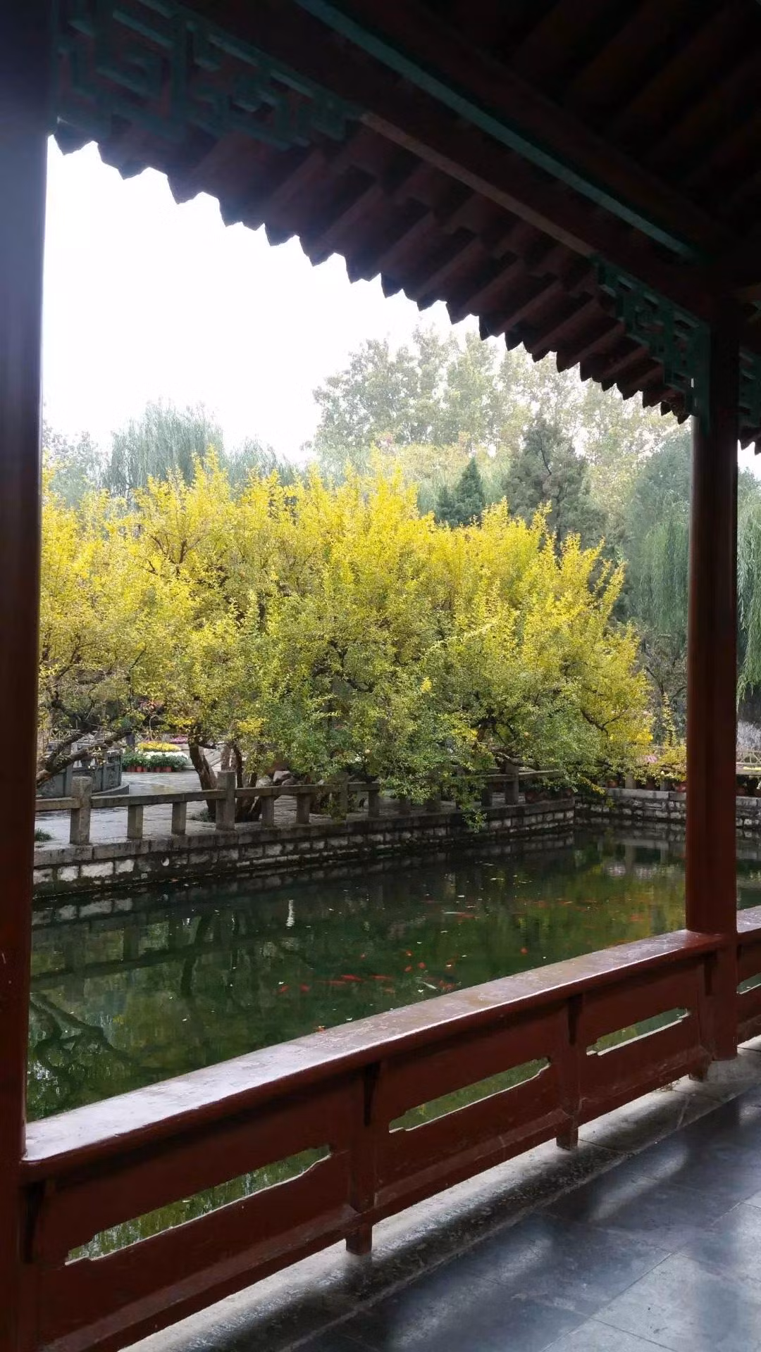  1. Giá trị làm cảnh: Cây lựu là cây có kích thước trung bình, dáng đẹp, thân già, đơn sơ, có thể dùng làm cây trồng trong chậu và trồng sân vườn, tươi đẹp 4 mùa. Ảnh minh họa Toutiao 