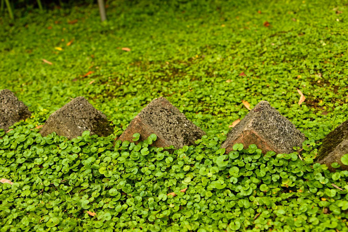 Đặc điểm của cây cảnh thác vàng thác bạc: Cây cảnh này có tên là thác vàng (Dichondra repens) và thác bạc (Dichondra argentea) là 2 chị em cùng mẹ Dichondra, thuộc họ Bìm Bìm. Loài Dichondra này còn có 1 "đứa con" khác là Dichodra carolinensis. Ảnh minh họa thetutuguru 