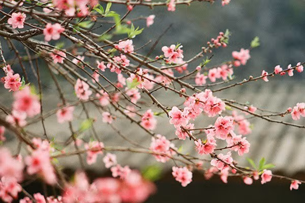 Người xưa còn cho rằng, cây đào có tác dụng trấn áp ma quỷ, xua đuổi tà ma. Kiếm làm từ gỗ đào được bày trong nhà dùng để trấn áp ma quỷ, xua đuổi xui xẻo, giữ cho gia đình bình an.