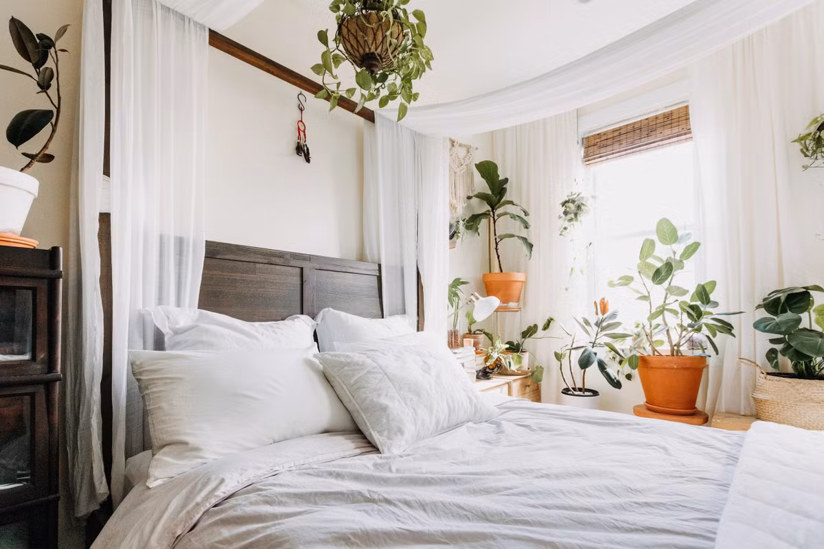 7. Cây cảnh: Đa búp đỏatcanvas. Lá của cây đa búp đỏ dày và đẹp, lá rộng, sáng bóng, thường xanh quanh năm, thích hợp để trang trí, làm đẹp trong nhà, phản chiếu khung cảnh nhiệt đới và nhìn bắt mắt. Cây cảnh này có nhiều loại, bao gồm cây đa búp đỏ, đa búp vàng, lá cẩm thạch.... Mỗi loại đều có giá trị trang trí độc đáo riêng. 
