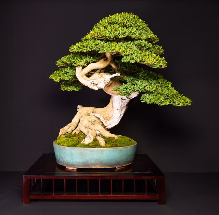 Đối với chậu cây tùng nhỏ trồng theo kiểu để bàn thường là những cây con nhỏ trồng chung với nhau, mang lại sự mới lạ, phong cách, giúp gia đình luôn yên vui, ấm no và hạnh phúc. Cây tùng La Hán sinh trưởng khá chậm nhưng có tuổi thọ rất cao. Trong dân gian, cây tùng La Hán còn được mệnh danh là “cây cất giữ của cải” bởi vì khi cây cảnh này nhiều tuổi rất có giá trị về kinh tế. Ảnh minh họa Toutiao 