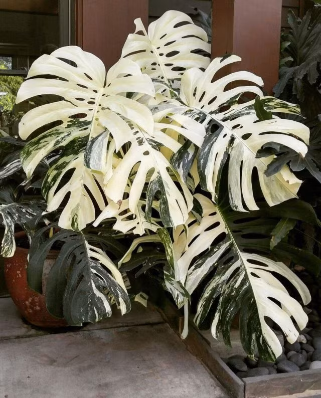  Hơn nữa, cây cảnh trầu bà lá xẻ đột biến với các phiến lá to có tác dụng thanh lọc không khí rất tốt. Nếu bạn trồng vài chậu ở nhà thì không khí sẽ trong lành hơn, rất có lợi cho sức khỏe của các thành viên trong gia đình. Những người trồng cây cảnh trầu bà đột biến trong nhà cơ bản là những người trẻ có nhiều tiền, có gu thẩm mỹ cao và rất chú trọng đến trang trí nội thất. Ảnh minh họa Inf.news 