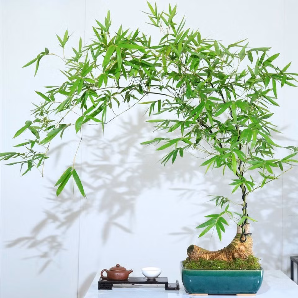 br/> 1. Cây cảnh: Tre cảnh. Tre đồng nghĩa với phong cách của người quân tử. Người thích tre thường có tâm hồn thơ phú, trí thức "đầy mình". Đặt cây cảnh này trong phòng khách để tăng thêm nét duyên dáng văn chương và mang bầu không khí sang trọng và nghệ thuật vào không gian trong nhà. Ảnh minh họa Toutiao