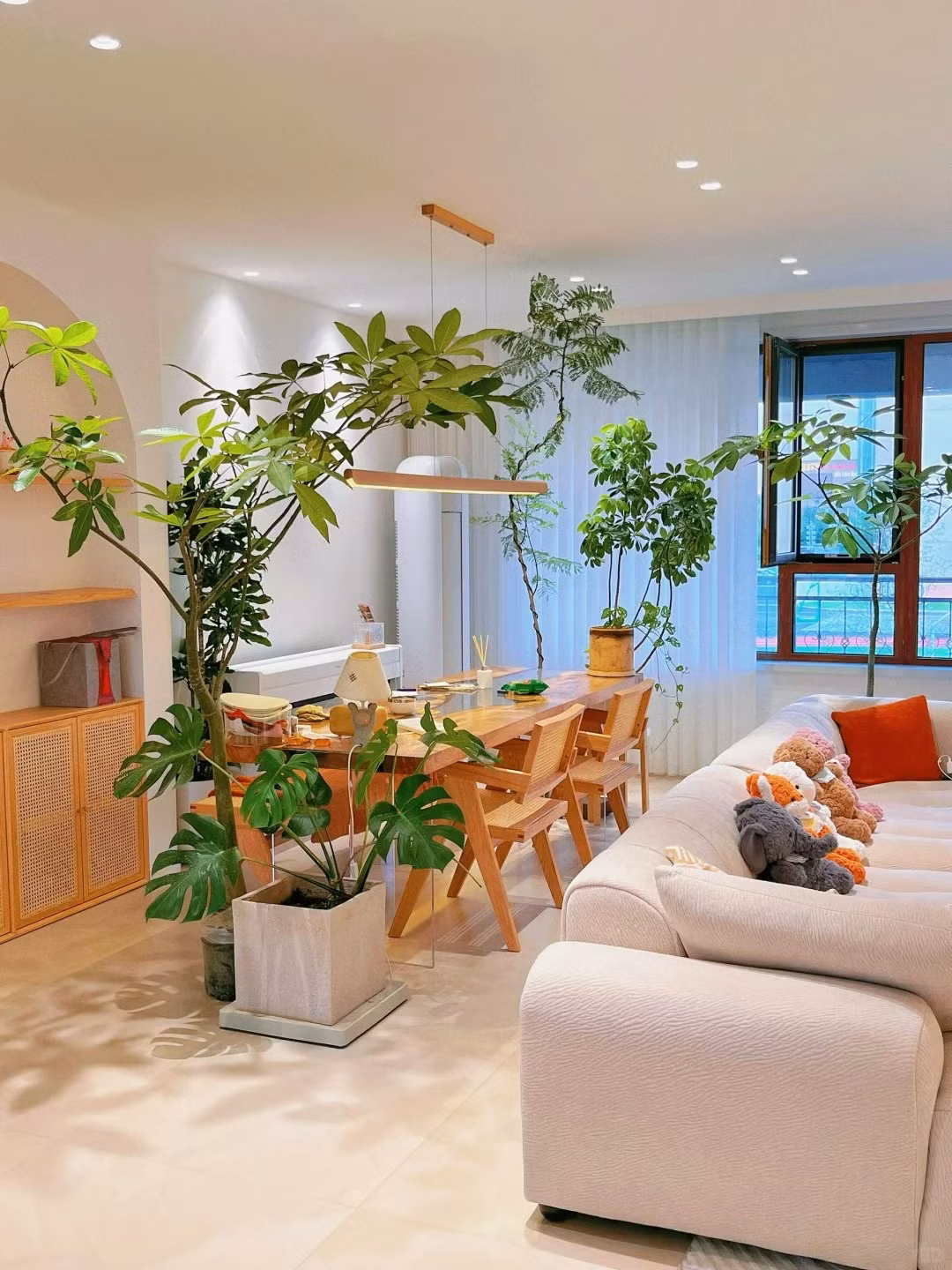  1. Người xưa dặn: Cây kim ngân nở hoa - tài lộc dồi dào. Cây cảnh kim ngân (Pachira Aquatica) là cây thân gỗ, cành cứng cáp, lá xanh bóng. Sở dĩ cây cảnh kim ngân có thể được ưu ái trên thị trường hoa cỏ không chỉ vì hình dáng độc đáo, tán lá xanh quanh năm mà còn vì cái tên đầy ý nghĩa, tượng trưng cho sự giàu sang phú quý, nguồn tài lộc cuộn trào. Ảnh minh họa Toutiao