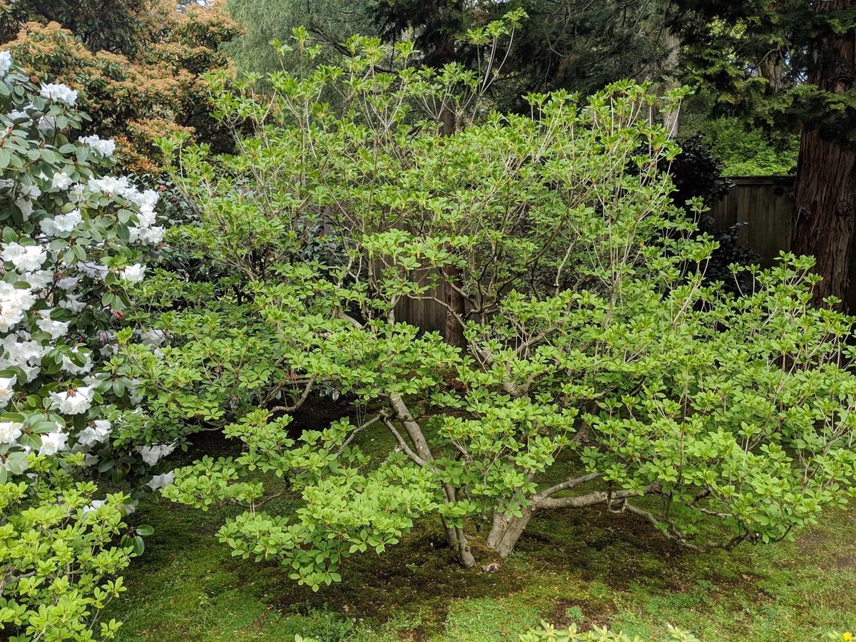  Họ Thạch nam hay còn gọi là Đỗ quyên có tên khoa học là Ericaceae, là một họ thực vật có hoa bao gồm 124 - 135 chi và khoảng 4.250 loài. Nơi sống chủ yếu của Ericaceae là khu vực ôn đới với các cây phổ biến như: nam việt quất, thạch nam, đỗ quyên…Ảnh minh họa seattlejapanesegarden 