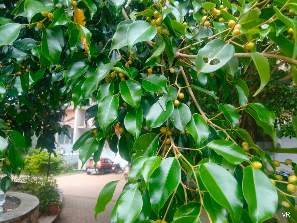 Ngoài ra, khi trồng cây cảnh này, bạn cũng nên chăm sóc, cắt tỉa cây thường xuyên để tránh những nguồn năng lượng tiêu cực. Ảnh minh họa sbbeautiful