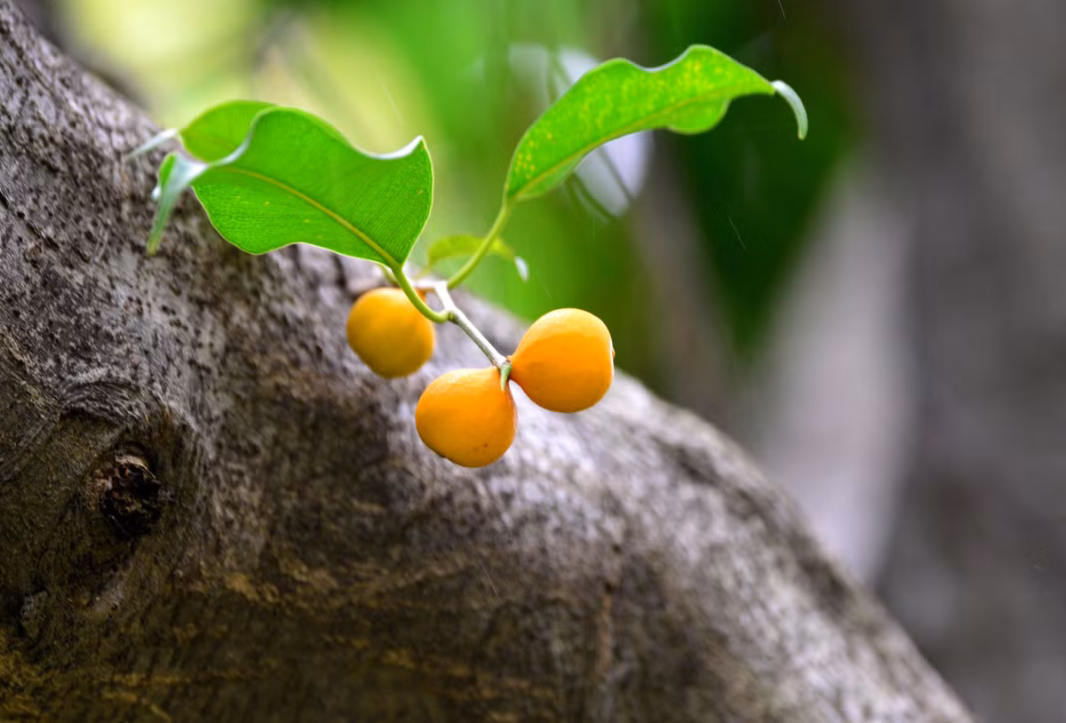 Tuy nhiên, nếu đơn giản chỉ là đưa một cây cảnh đẹp, dễ trồng, dễ chăm sóc để tạo mảng xanh tươi mát cho gia đình, thanh lọc không khí đồng thời gửi gắm những ước vọng tốt lành về cuộc sống thì cây sanh là lựa chọn không tồi.