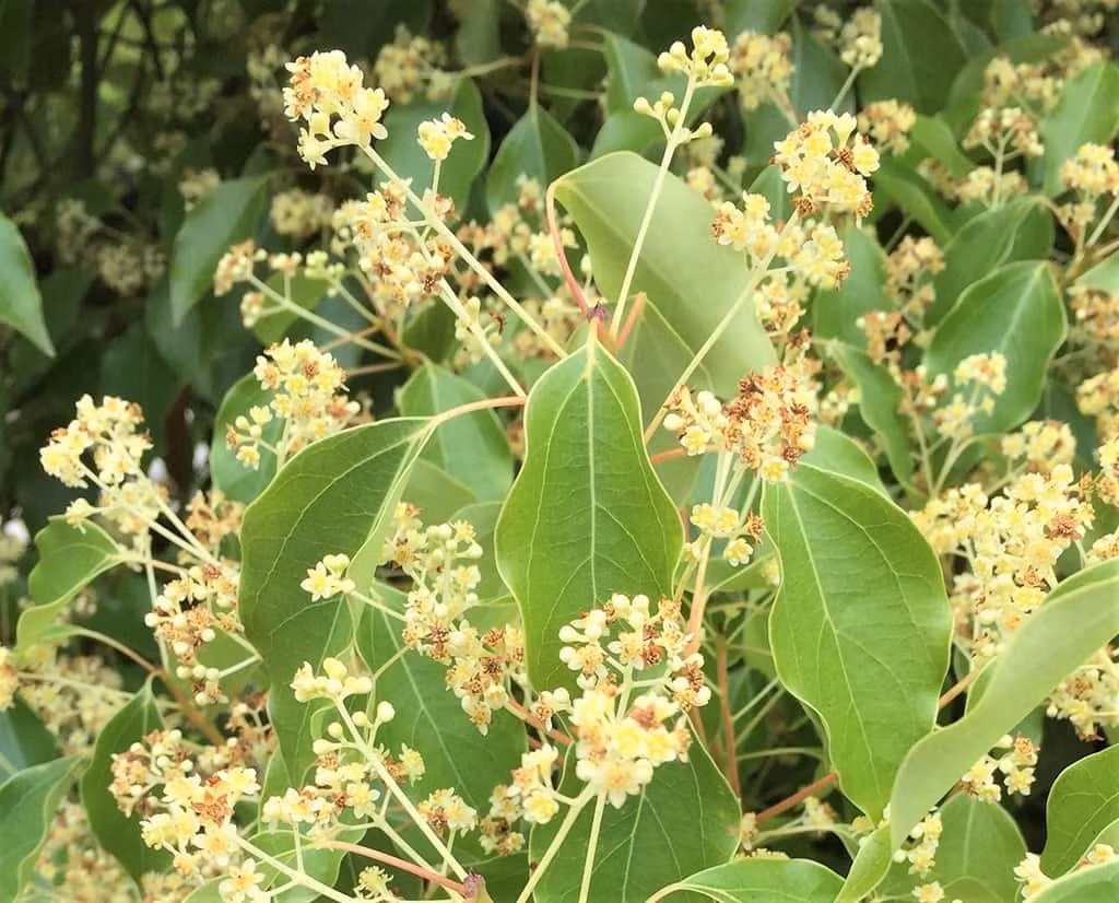  Đặc điểm nổi bật của cây long não là vỏ cây rất đẹp. Khi còn non, thân cây xanh ngắt và nhẵn thín. Khi cây già đi, vỏ cây rất dày, tạo thành "nếp nhăn" sâu, thẳng đứng trên cả thân chính và cành lớn, màu nâu, xám trắng, nhìn rất cổ kính và uy nghiêm. Ảnh minh họa sbbeautiful