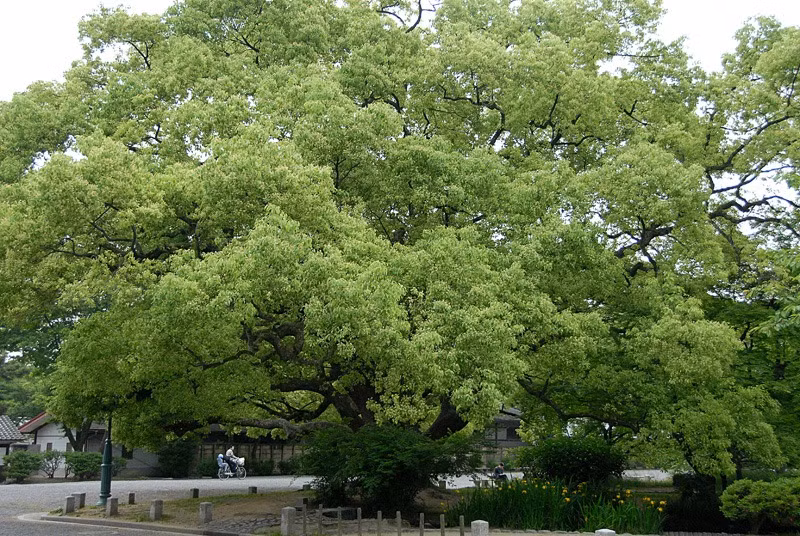 Tên chi, Cinnamomum, xuất phát từ tiếng Hy Lạp, có nghĩa là "gia vị". Cây dã hương cùng loại với cây quế và là gi gia vị được sử dụng khá nhiều trong các món ăn. Tên "long não" của cây này được đặt riêng cho mùi hương "long não". Ảnh minh họa asianflora