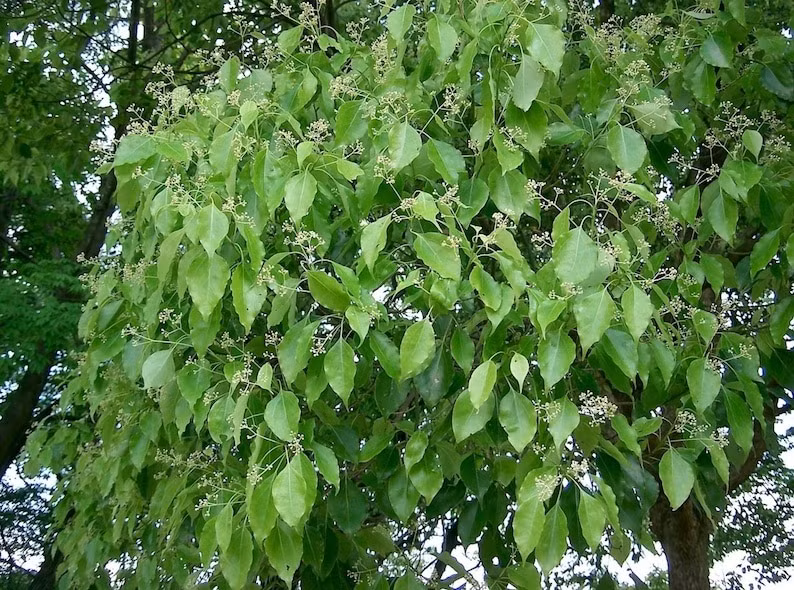  Nó cũng rất thích hợp làm đường phố để tạo bóng mát hay trồng ở các vùng cần chắn gió. Cây có kích thước lớn nên cần không gian rộng để cho chúng trưng bày hết vẻ đẹp và sự khổng lỗ của mình. 