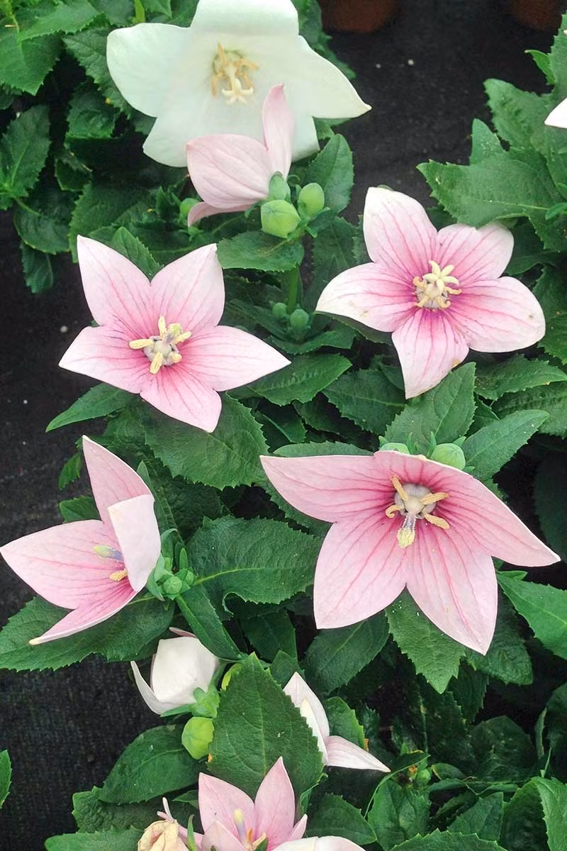  Hoa bóng bay có tên gọi tiếng Anh là Balloon flower (hoa bóng bay), Chinese bellflower (hoa chuông Trung Quốc), Japanese bellflower (hoa chuông Nhật Bản), tên khoa học là Platycodon grandiflorus, thuộc gia đình họ hoa chuông Campanulaceae. Ảnh minh họa gardenerspath