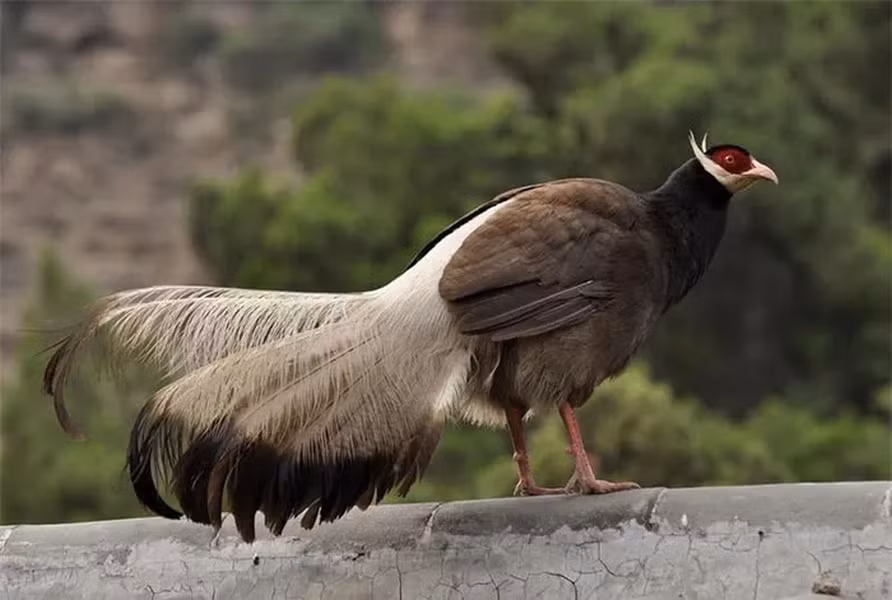 Gà lôi tai nâu trưởng thành có chiều dài từ 96 - 100cm.