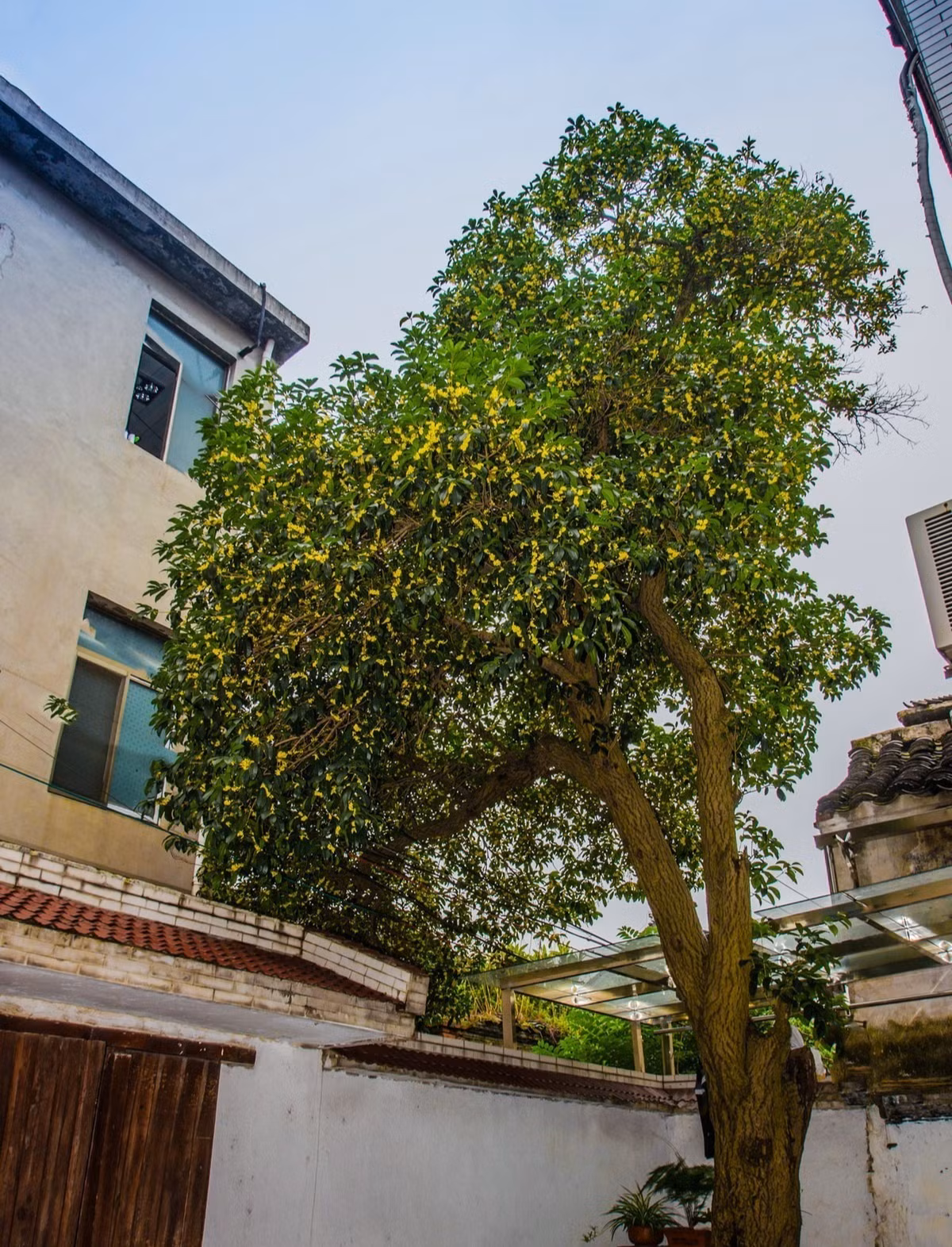 Tuy nhiên, ở nơi có khí hậu ấm áp, chúng nở hoa cả vào mùa đông. Các mùa khác trong năm đều có thể thấy hoa lấm tấm trên cành. Hoa nhỏ ẩn mình trong tán lá rậm rạp, e thẹn nhìn người qua đường. 