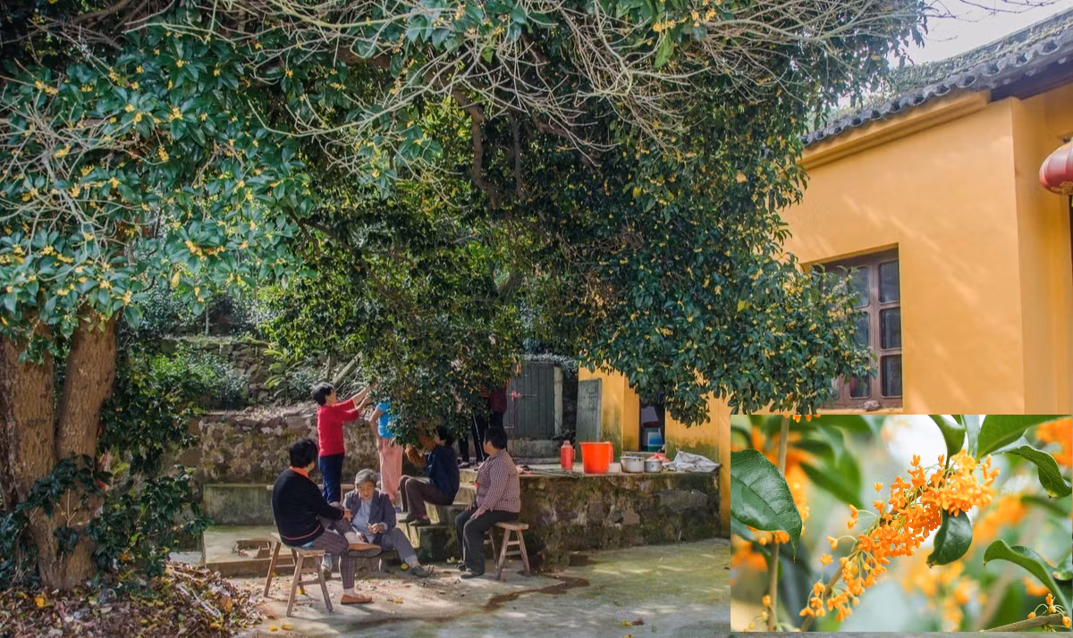 Hoa mộc hương có mùi thơm nhẹ nhàng nên từ xưa đến nay được nhiều người sử dụng để pha trà. Hoa được ướp với lá trà trong các ấm trà để thưởng thức. Trà mộc hương còn có tác dụng tuần hoàn máu, điều hòa huyết áp rất tốt tương tự như lá chè xanh. 