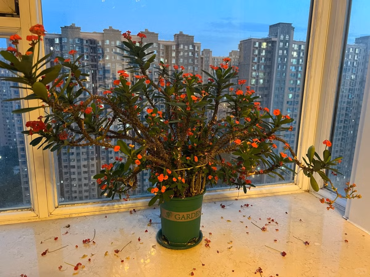 1. Người xưa dặn không trồng hoa có gai trong nhà. Trước hết, hoa gai gây nguy hiểm cho sự an toàn. Những gia đình có trẻ em hoặc thú cưng cần đặc biệt cẩn thận vì hoa gai có thể dễ dàng chạm vào và gây thương tích. Ảnh minh họa Toutiao 