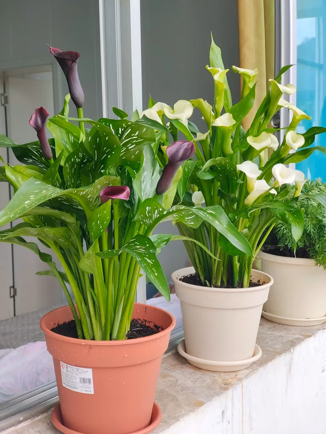  Hoa rum: Nước ép của hoa rum (Calla Lily‌) có chứa chất độc. Ăn phải có thể gây nôn mửa, tiêu chảy và các triệu chứng khác‌.