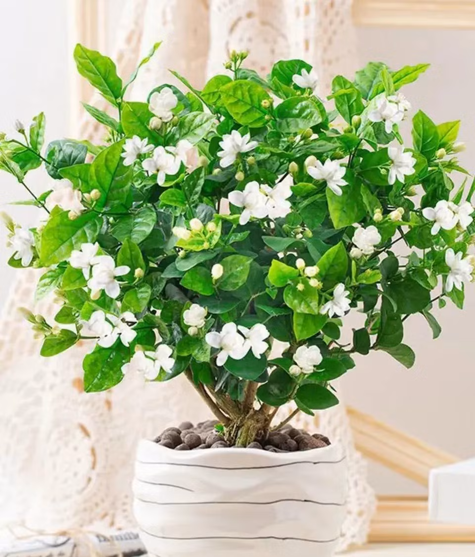  Đặc biệt đối với những người có thể chất yếu như phụ nữ mang thai, người già và trẻ em rất dễ bị ảnh hưởng đến sức khỏe khi tiếp xúc với các loại hoa này. Mùi thơm của một số loại hoamquá nồng, tiếp xúc lâu có thể gây khó chịu về thể chất và thậm chí ảnh hưởng đến chất lượng giấc ngủ. Ảnh minh họa Toutiao 