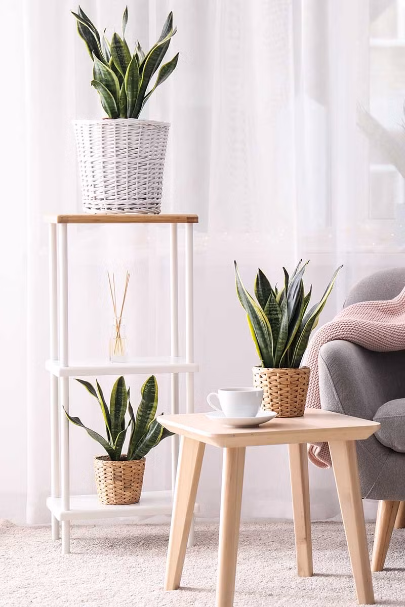 Lưỡi hổ có khả năng chịu hạn rất tốt. Nó thích đất trồng trong chậu khô ráo hơn là ẩm ướt. Nó sợ nhất là bị đọng nước và thối rễ do tưới quá nhiều nước. 