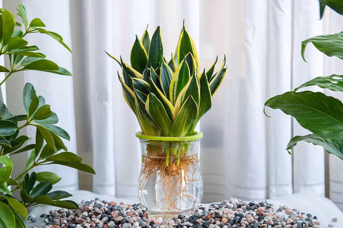 Cây cảnh này không chỉ có lá đẹp mà lan hổ mọc trong chậu còn rất uy nghiêm và hoành tráng khi đặt trong phòng khách. Hơn nữa, nó không cần nhiều ánh sáng, miễn là có đủ ánh sáng tán xạ, nhìn chung nó sẽ nở hoa sau khoảng hai năm.