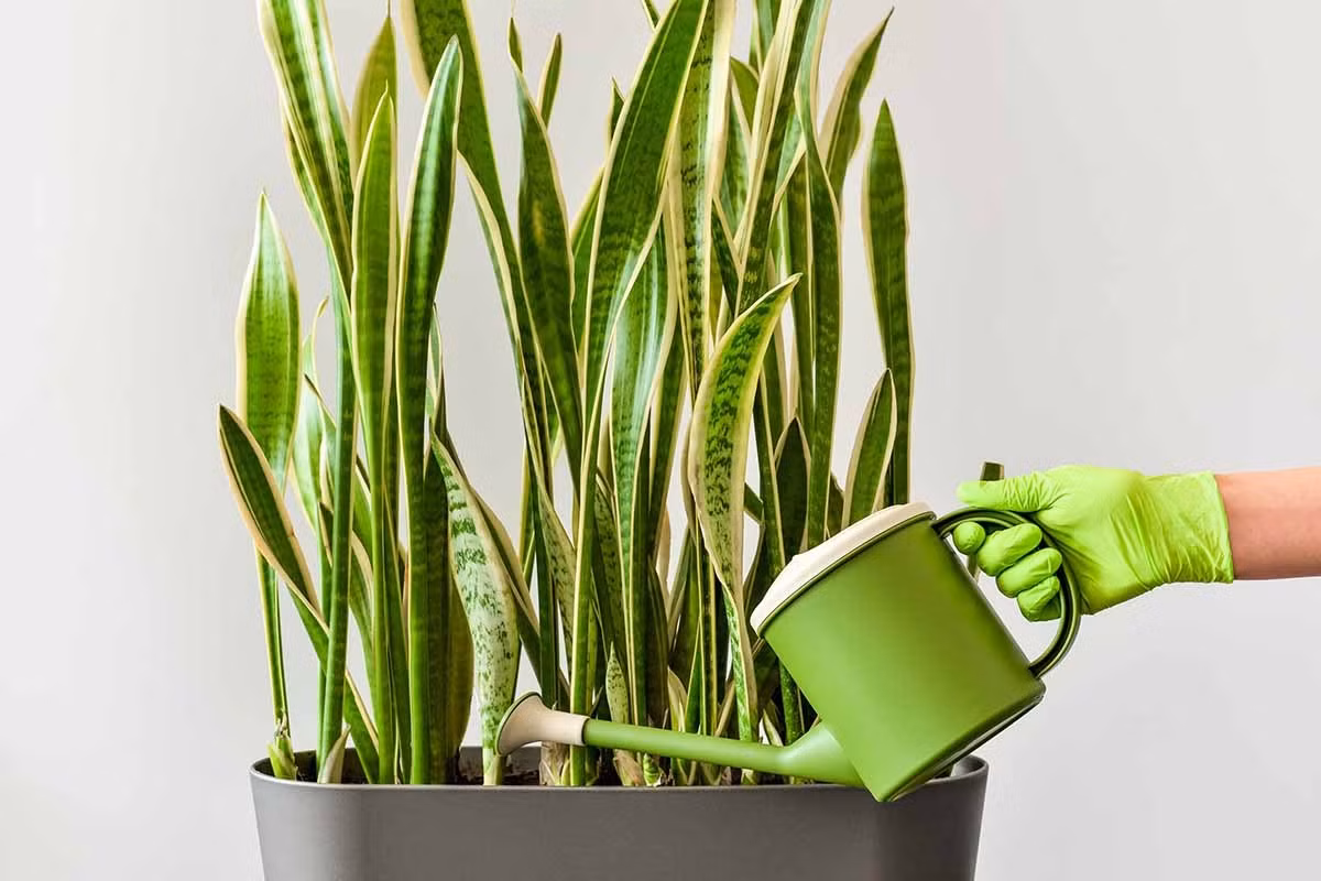  Chính vì thế, chúng chính là lựa chọn số 1 để đặt trong phòng ngủ, có thể đặt trong phòng ngủ để giúp an thần, ngủ ngon mà không lo bị cạnh tranh oxy. 