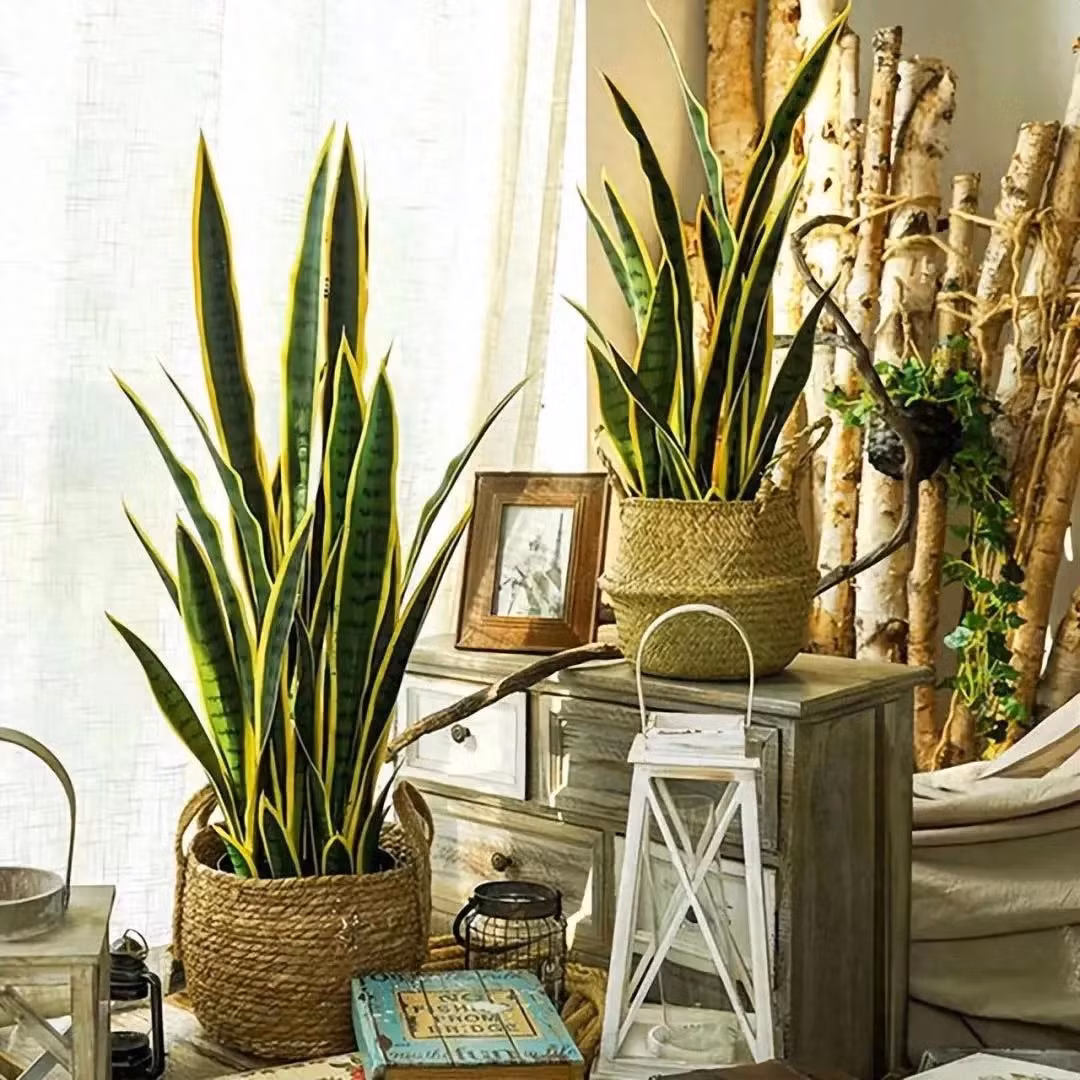 Nếu bạn muốn tìm cây cảnh có vẻ đẹp đơn giản, mạnh mẽ, cá tính, hiện đại và dễ chăm thì lưỡi hổ là một lựa chọn không tồi. Cây cảnh này có đủ mọi loại kích cỡ, đủ hình dáng và quan trọng là rất dễ chăm sóc. Cây phô diễn những chiếc lá xanh như ngọc hay lấp lánh ánh vàng, thời trang, đơn giản và tràn đầy sự chữa lành. 