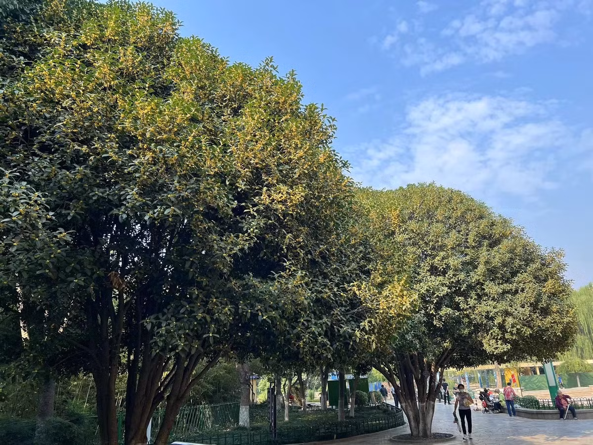 Vì vậy, loài hoa này tượng trưng cho điều tốt lành, may mắn. Vàng là biểu tượng của niềm vui thu hoạch và chiến thắng và hoa mộc hương mang màu vàng rực rỡ. Mộc hương có dáng vẻ quý phái, trang nhã, tinh tế, hương hoa tươi mát dễ chịu nên được mọi người trong cuộc sống vô cùng yêu thích. Ảnh minh họa Toutiao 