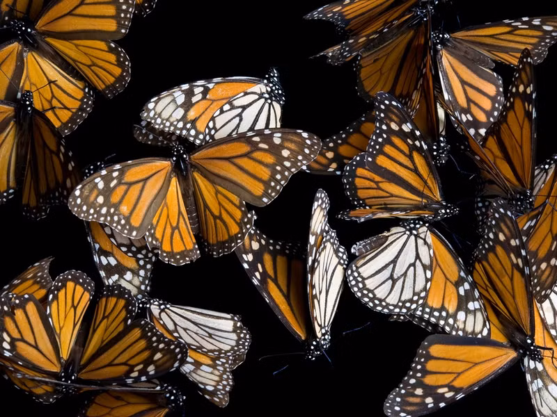 Bướm Monarch (bướm vua): Vào tháng 8 hàng năm, hàng tỷ con bướm Monarch có nguồn gốc ở Bắc Mỹ sẽ thực hiện hành trình di cư xuống phía nam của California và Mexico, sau đó trở về Canada vào mùa hè. Tổng quãng đường lên đến 4.800 km, kéo dài trong nhiều tháng và phải mất 3-4 thế hệ bướm mới hoàn thành chuyến đi. Theo nghiên cứu khoa học, loài bướm vua cảm nhận từ trường của trái đất để đi theo đúng con đường của mình.