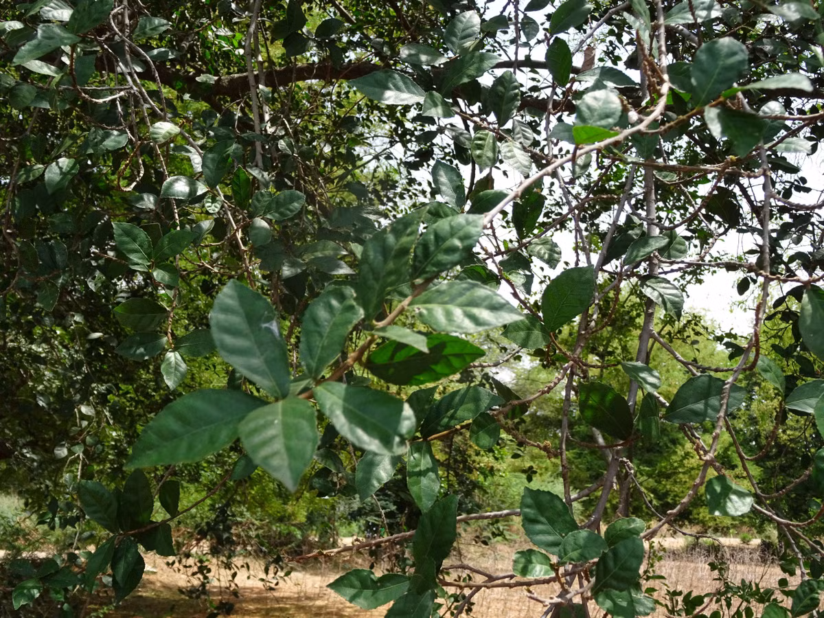 Cây duối không chỉ được biết đến với vai trò làm hàng rào tự nhiên mà còn là một vị thuốc Nam hữu dụng với nhiều công dụng tuyệt vời. Cây duối còn được sử dụng như một vị thuốc trong Đông y điều trị các bệnh như: phù thũng, tiểu đục, gãy xương, sâu răng,...Ảnh minh họa indiabiodiversity 