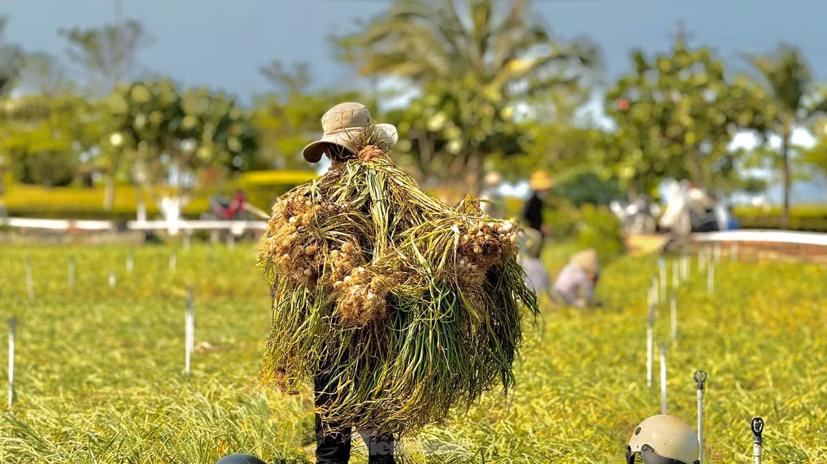 Tuy nhiên, niềm vui được mùa không được trọn vẹn bởi giá tỏi tươi hiện rất thấp, chỉ dao động từ 30.000 - 40.000 đồng/kg. Ảnh: Nguyễn Ngọc.