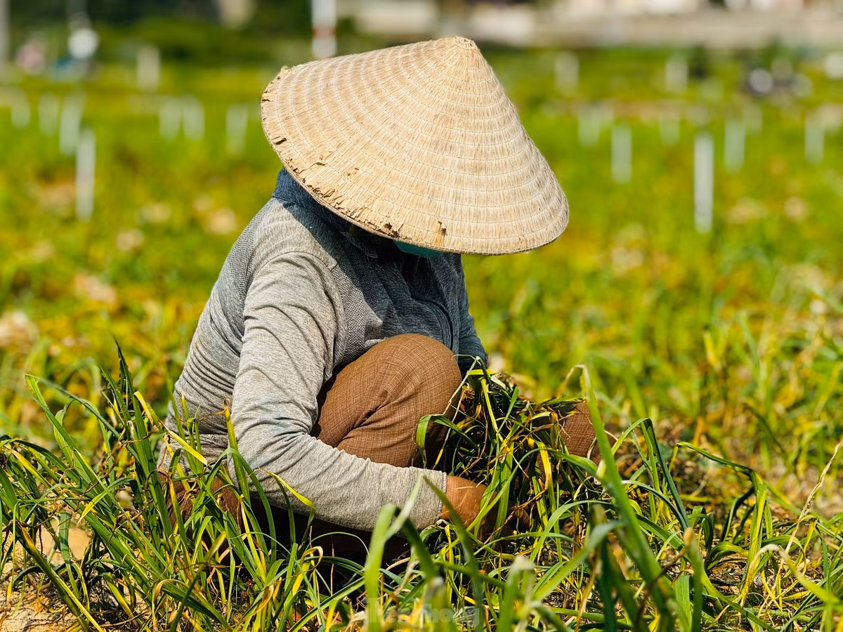 Bình quân mỗi sào tỏi cho thu hoạch từ 500-600 kg tỏi tươi. Ảnh: Nguyễn Ngọc.
