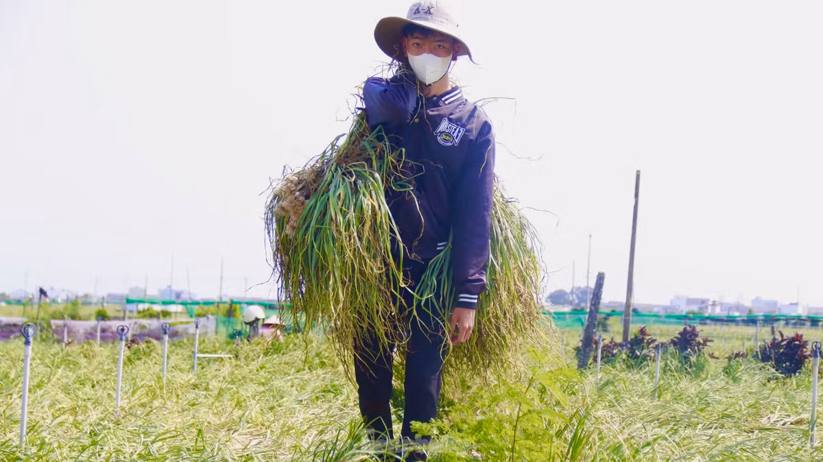 Tỏi sau khi thu hoạch sẽ được buộc thành từng chùm để dễ vận chuyển về nhà. Ảnh: Nguyễn Ngọc.