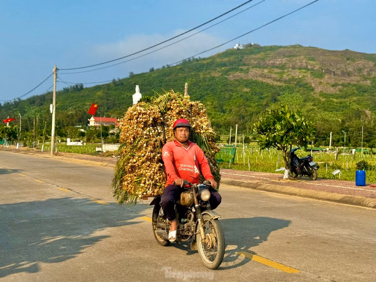 Bà Phạm Thị Hương - Chủ tịch UBND huyện Lý Sơn (tỉnh Quảng Ngãi) - cho biết, vụ tỏi năm nay nông dân huyện Lý Sơn trồng khoảng 320ha, với tổng sản lượng tỏi toàn huyện ước tính khoảng 3.000 tấn. Năm nay thời tiết thuận lợi nên tỏi rất được mùa. Ảnh: Nguyễn Ngọc.