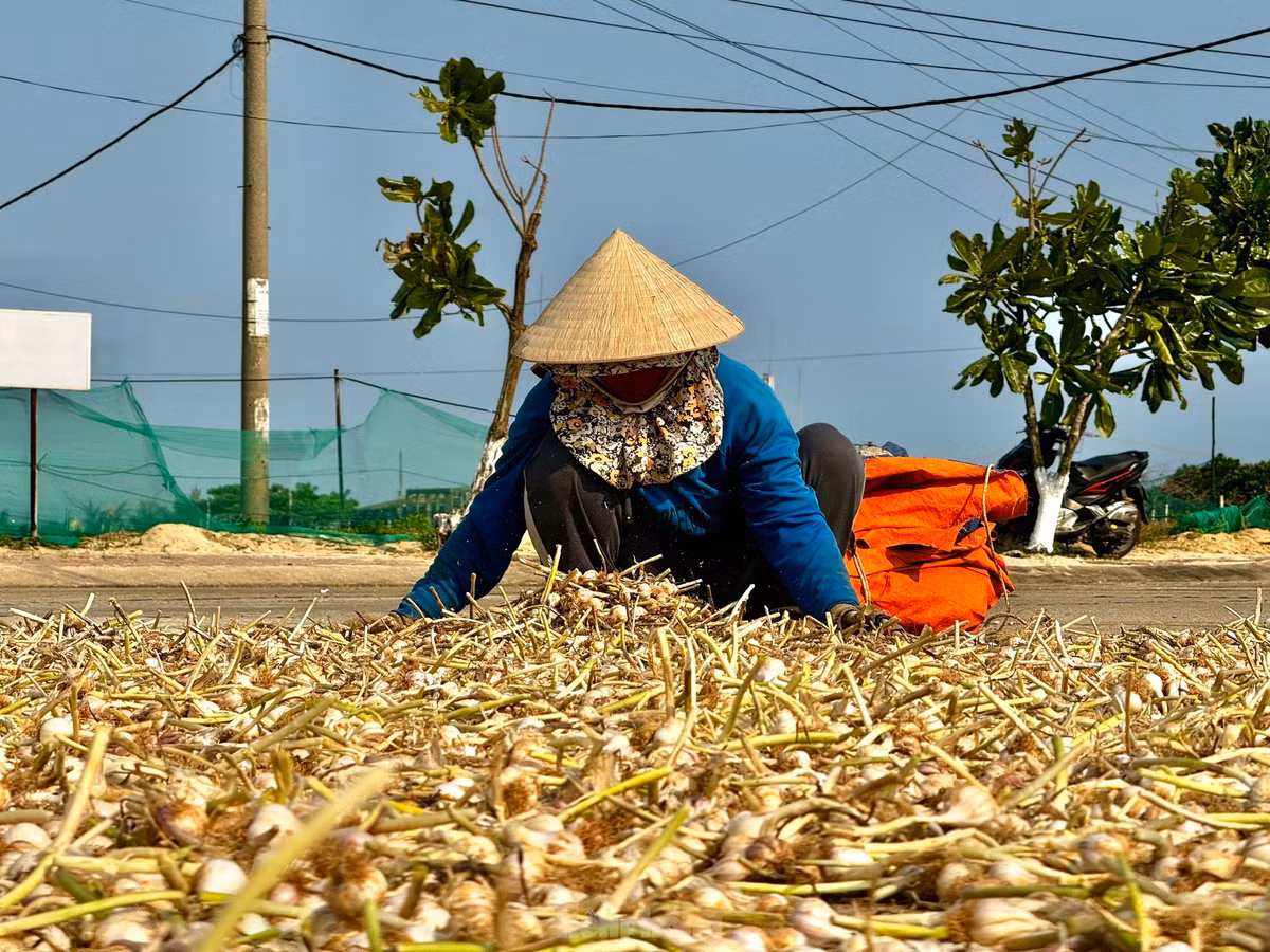 Vào mùa thu hoạch, khắp các nẻo đường trên đảo Lý Sơn đâu đâu cũng bắt gặp sắc trắng của tỏi. Người dân tận dụng mọi nơi để phơi tỏi. Ảnh: Nguyễn Ngọc.