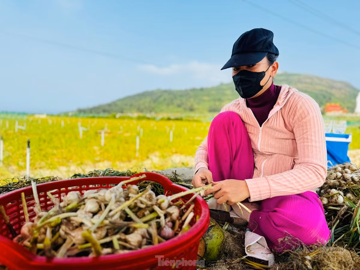 “Chi phí đầu tư từ giống, phân bón… công chăm sóc đã lên đến gần 20 triệu đồng/sào, với giá tỏi tươi như hiện nay nông dân sẽ không có lời. Để tránh thua lỗ, hiện người dân sẽ phơi khô, trữ tỏi và chờ đợi giá tăng”, ông Nguyễn Văn Triển chia sẻ. Ảnh: Nguyễn Ngọc.