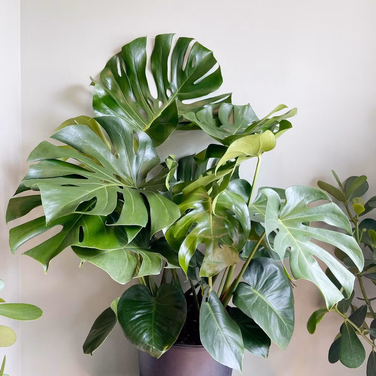 Trầu bà lá xẻ (Monstera deliciosa) còn gọi là trầu bà thanh xuân có lá bản to, phiến lá dày, bóng, đẹp, phiến lá xẻ thùy theo kiểu "ngẫu hứng". Đây là loài cây có kích thước lớn, đòi hỏi không gian rộng để phát triển. Cây trồng lâu năm có thể phát triển thân dài nhiều mét.