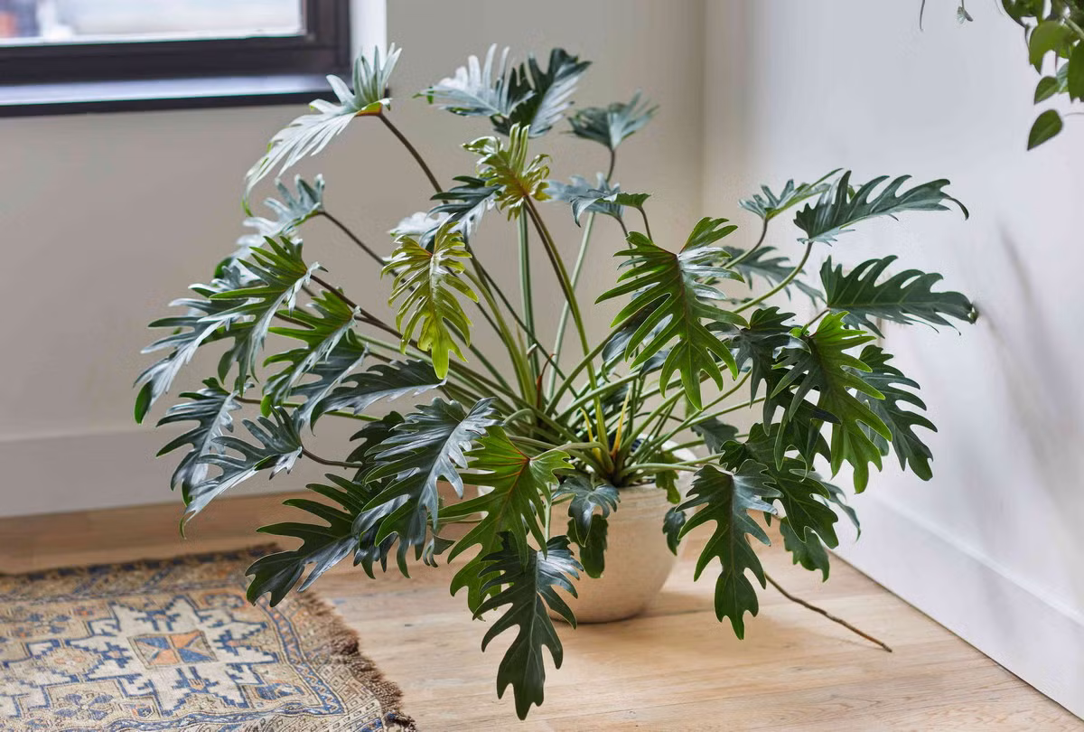 Trầu bà chân vịt (Philodendron xanadu) còn gọi là trầu bà khía là loài trầu bà kích cỡ trung binh có bộ lá đẹp với những chiếc lá xẻ thùy mọc xen kẽ vòng quanh thân tạo nên tán tròn tự nhiên. Lá non có màu xanh nhạt và chuyển đậm khi già, mặt lá bóng. Cây có mùi thơm hơi giống mùi lá ổi.