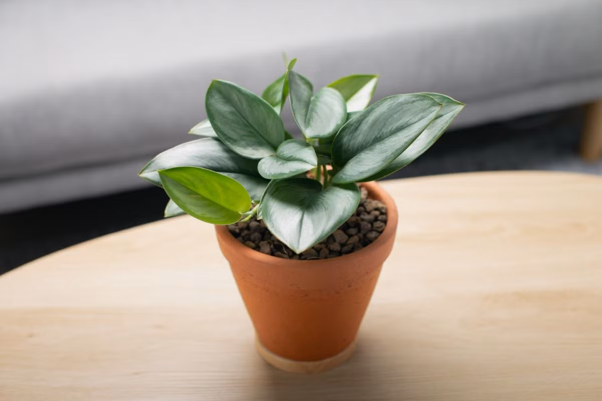 Trầu bà lá bạc (Scindapsus treubii) có những chiếc lá cứng cáp, mặt trên phớt bạc. Trong điều kiện sống tốt, loài cây này sẽ phát triển các thân bò lan khá dài.