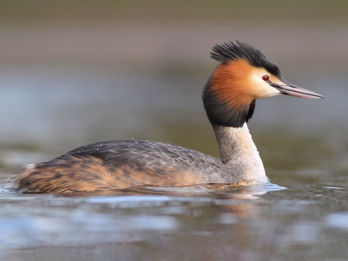 Le mào lớn (Podiceps cristatus) dài 46-51 cm, phân bố ở lục địa Á - Âu và châu Phi. Loài le này nổi tiếng nhờ màn trình diễn ve vãn mùa sinh sản.