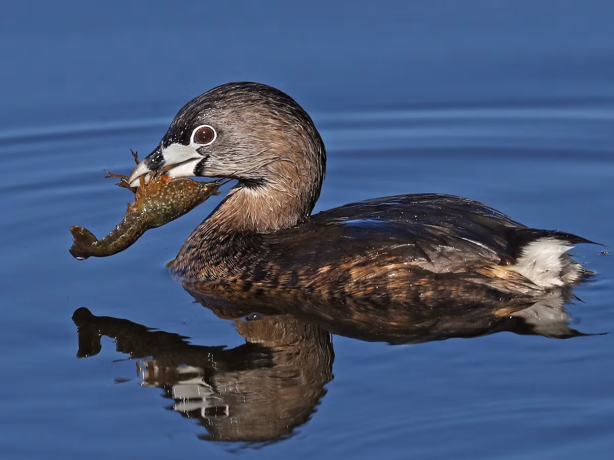 Le mỏ trắng đen (Podilymbus podiceps) dài 30-38 cm, phân bố ở hầu khắp châu Mỹ. Loài le này có thân hình mập và mỏ ngắn hơn các họ hàng. Quần thể miền Bắc sẽ trú đông ở vùng Carribbean, trong khi quần thể vùng nhiệt đới định cư một chỗ.