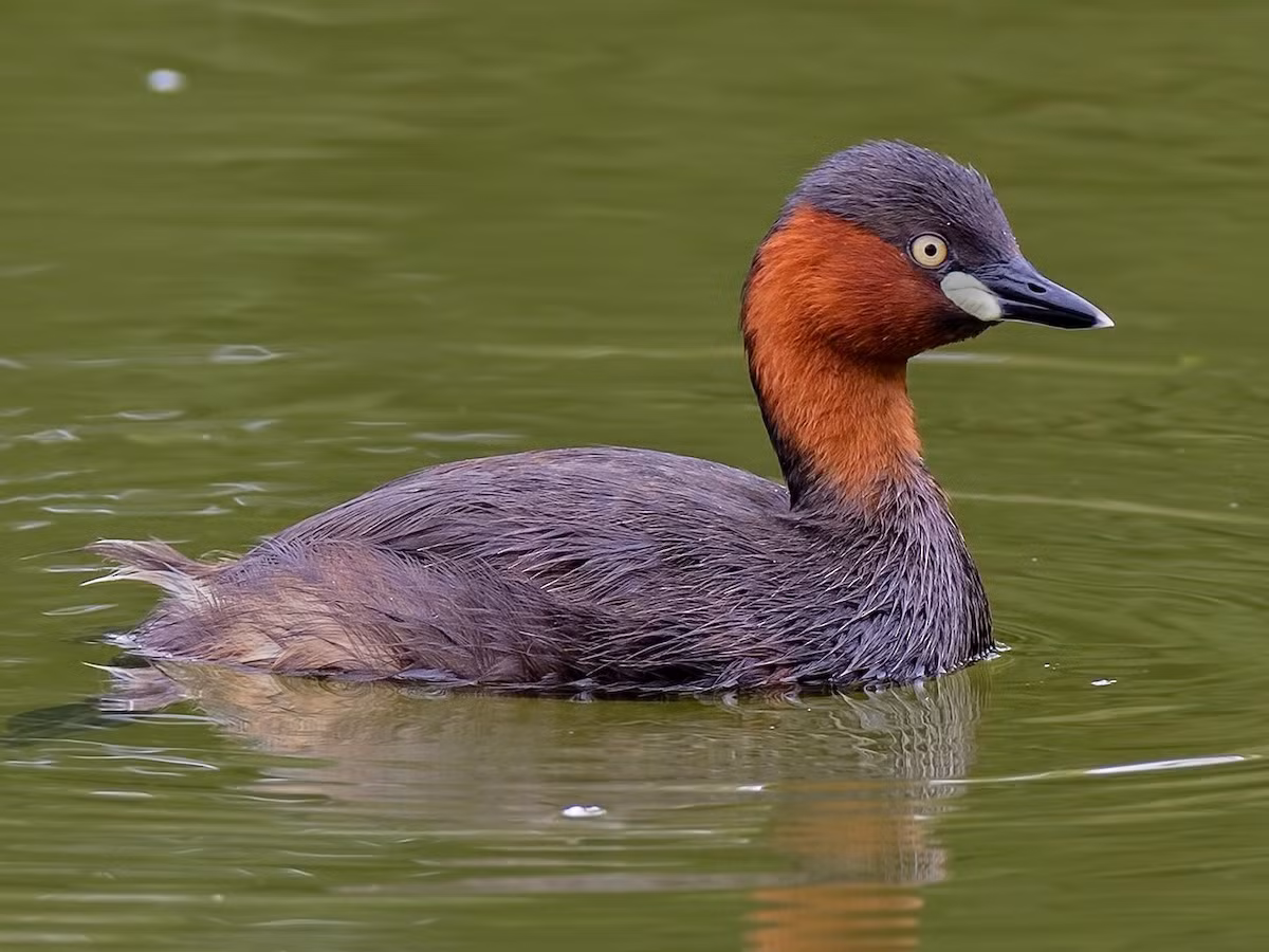 Le hôi (Tachybaptus ruficollis) dài 23-29 cm, có mặt khắp lục địa Á - Âu và châu Phi. Loài chim lặn nhỏ và mập này có lông cổ chuyển sang màu đỏ khi đến mùa sinh sản. Là loài phân bố rộng nhất trong các loài le, chúng có cả ở Việt Nam. Ảnh: eBird.