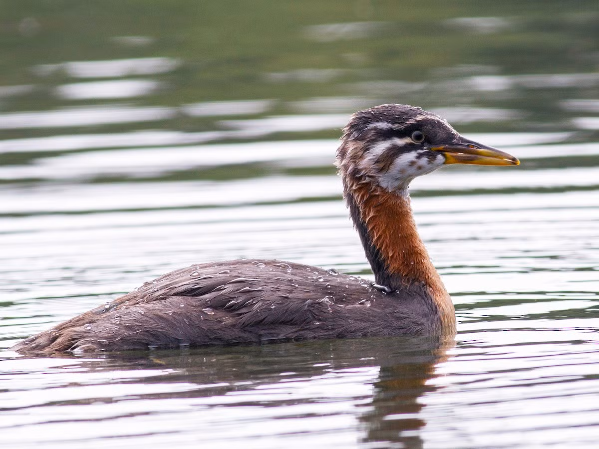 Le cổ đỏ (Podiceps grisegena) dài 40-50 cm. Loài chim này sinh sản ở lục địa Á - Âu và Bắc Mỹ, trú đông ở các vùng bờ biển phía Nam. Chúng di trú về đêm giống các loài le khác.