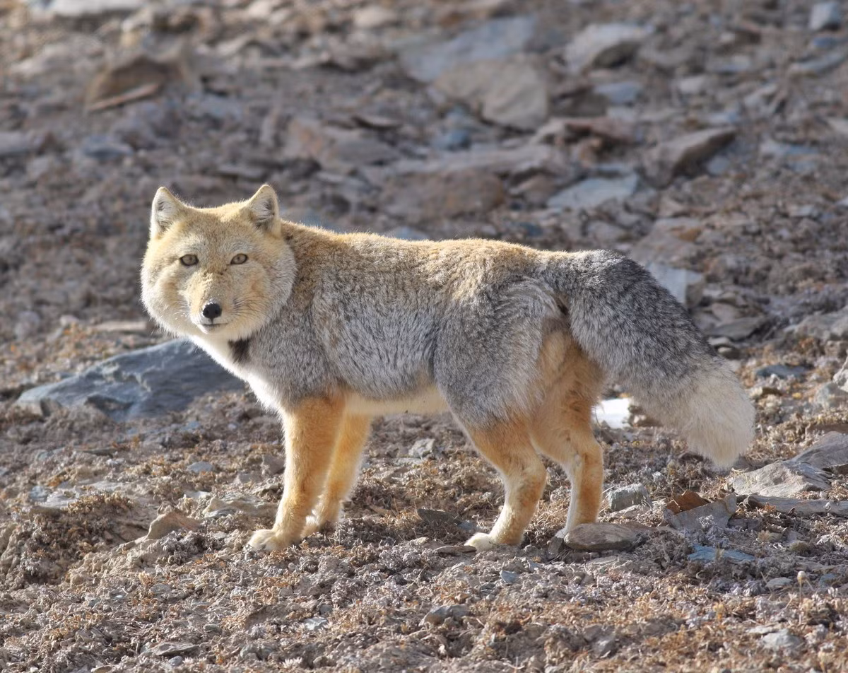 Cáo Tây Tạng (Vulpes ferrilata). Kích thước: Thân dài 49–70 cm. Khu vực phân bố: Cao nguyên Nepal và Tây Tạng. Tình trạng bảo tồn trong Sách Đỏ IUCN: Ít quan tâm. Ảnh: iNaturalist Canada.