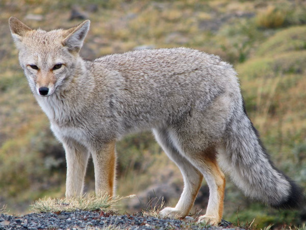  Cáo xám Nam Mỹ (Lycalopex griseus). Kích thước: Thân dài 50–66 cm. Khu vực phân bố: Phía Nam của Nam Mỹ. Tình trạng bảo tồn trong Sách Đỏ IUCN: Ít quan tâm. Ảnh: iNaturalist.