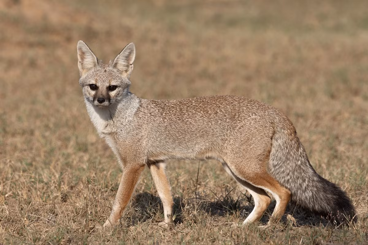  Cáo Bengal (Vulpes bengalensis). Kích thước: Thân dài 39–58 cm. Khu vực phân bố: Ấn Độ. Tình trạng bảo tồn trong Sách Đỏ IUCN: Ít quan tâm. Ảnh: Wikipedia.
